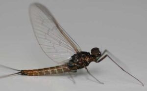 Baetis Niger