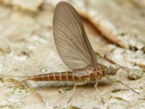 Baetis Rhodani