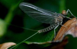Imago de efémera