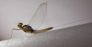 Baetis Vernus