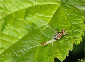 Baetis Buceratus