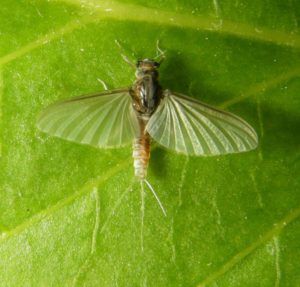 Caenis Luctuosa