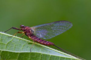 Ecdyonurus Venosus