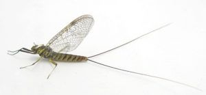 Ecdyonurus Insignis
