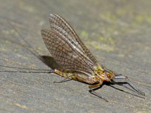 Ecdyonurus Torrentis