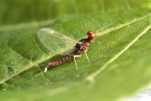 Efémera Ignita