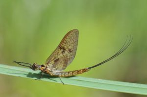 Efémera Vulgata