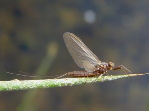 Paraleptophebia Submarginata