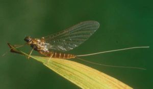 Rhithrogena Semicolorata