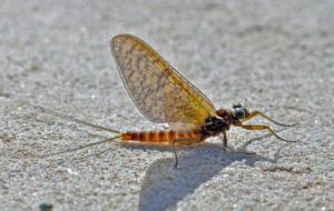 Rhithrógena Ibérica