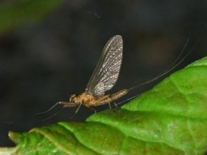 Siphlurella Scarlata