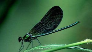 Dragonfly adulto
