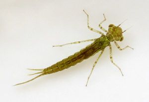 Damselfly nymph