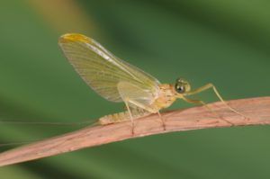 Heptagenia Sulphurea