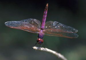 Damselfly adulto